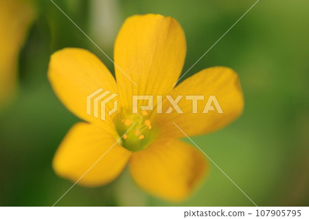 Oxalis mistaken for a lucky four-leaf clover 107905795