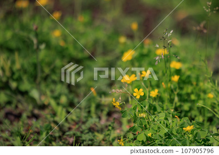 Oxalis mistaken for a lucky four-leaf clover 107905796