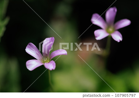 Oxalis 被誤認為是幸運的四葉草 107905797