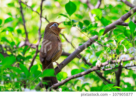 外來物種法禁止新繁殖的外來入侵物種中華花眉 107905877