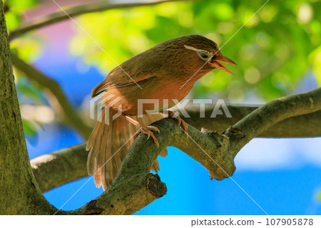外來物種法禁止新繁殖的外來入侵物種中華花眉 外來物種法禁止新繁殖的外來入侵物種中華花眉 107905878
