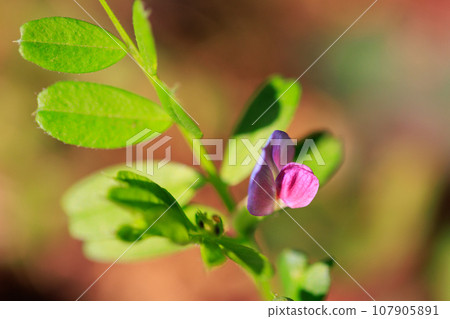 正式名稱是Vetch,烏鴉沒有豌豆。 正式名稱是Vetch,烏鴉沒有豌豆。 107905891
