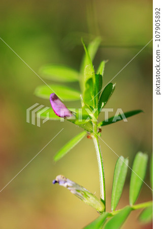 正式名稱是Vetch,烏鴉沒有豌豆。 正式名稱是Vetch,烏鴉沒有豌豆。 107905892