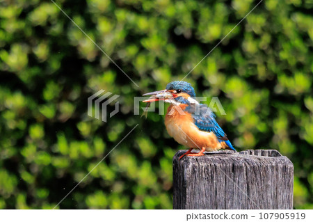 琉璃色的流行翠鳥 琉璃色的流行翠鳥 107905919