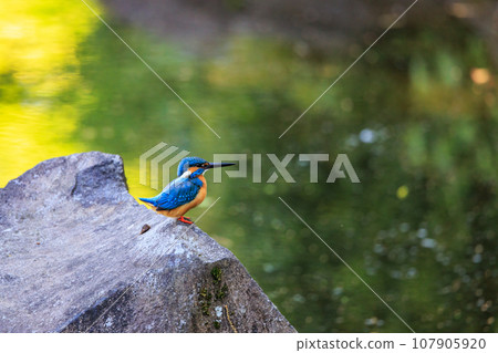 琉璃色的流行翠鳥 琉璃色的流行翠鳥 107905920