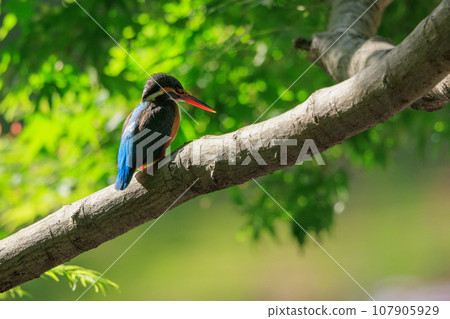 Ruri-colored popular kingfisher 107905929