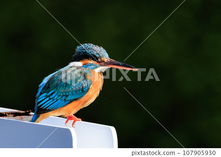 Ruri-colored popular kingfisher 107905930