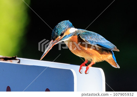 琉璃色的流行翠鳥 琉璃色的流行翠鳥 107905932