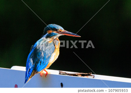 琉璃色的流行翠鳥 琉璃色的流行翠鳥 107905933