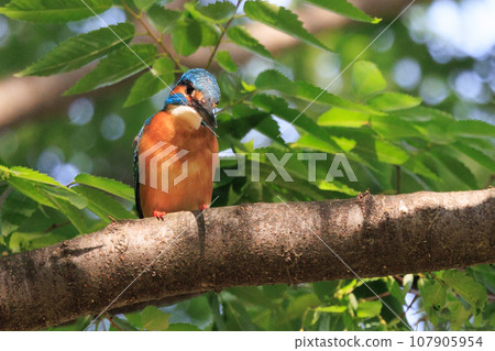 Ruri-colored popular kingfisher Ruri-colored popular kingfisher 107905954