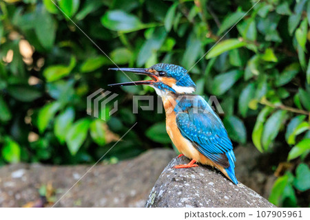 Ruri-colored popular kingfisher 107905961