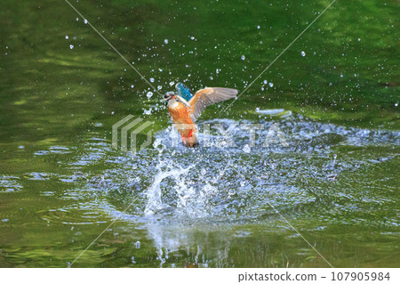 A popular azure-colored kingfisher diving into the water to catch fish 107905984