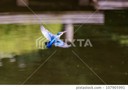 一種流行的天藍色翠鳥潛入水中捕魚 107905991