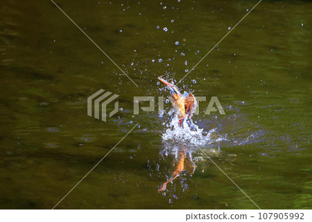 一種流行的天藍色翠鳥潛入水中捕魚 107905992