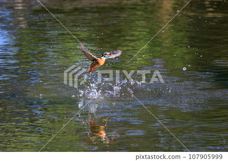 A popular azure-colored kingfisher diving into the water to catch fish A popular azure-colored kingfisher diving into the water to catch fish 107905999
