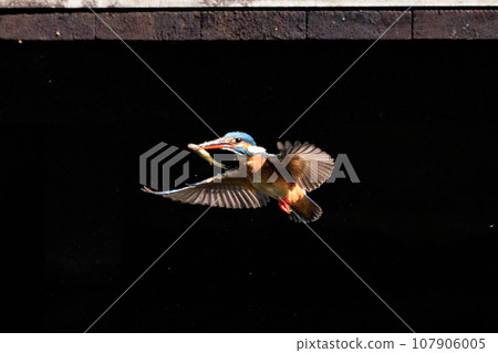 A popular azure-colored kingfisher diving into the water to catch fish A popular azure-colored kingfisher diving into the water to catch fish 107906005