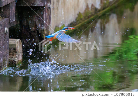 A popular azure-colored kingfisher diving into the water to catch fish A popular azure-colored kingfisher diving into the water to catch fish 107906013