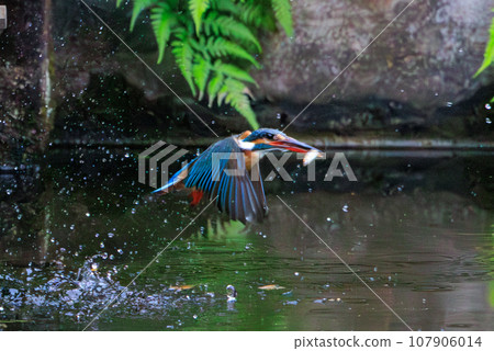 一種流行的天藍色翠鳥潛入水中捕魚 一種流行的天藍色翠鳥潛入水中捕魚 107906014