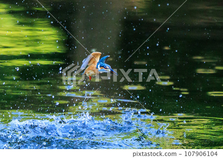 A popular azure-colored kingfisher diving into the water to catch fish 107906104