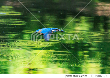 一種流行的天藍色翠鳥潛入水中捕魚 107906105