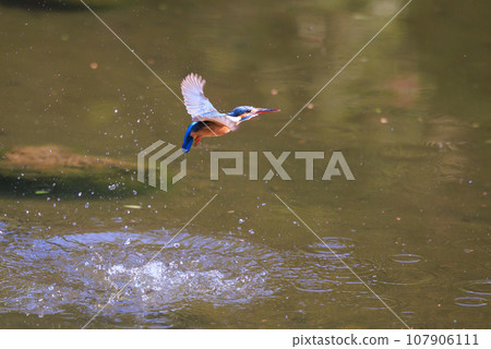 A popular azure-colored kingfisher diving into the water to catch fish 107906111