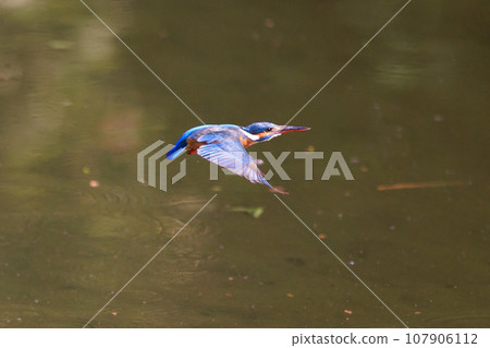 A popular azure-colored kingfisher diving into the water to catch fish 107906112