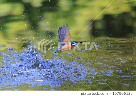 A popular azure-colored kingfisher diving into the water to catch fish A popular azure-colored kingfisher diving into the water to catch fish 107906123