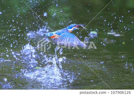 A popular azure-colored kingfisher diving into the water to catch fish A popular azure-colored kingfisher diving into the water to catch fish 107906126