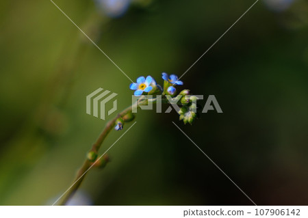 This flower is named after its small pale blue flowers and the cucumber-like smell when crushed. This flower is named after its small pale blue flowers and the cucumber-like smell when crushed. 107906142