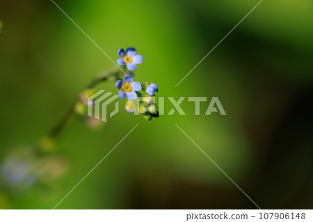 這種花因其淡藍色的小花和壓碎後散發出類似黃瓜的氣味而得名。 107906148