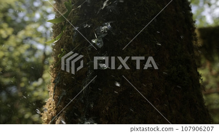 Fresh green fluffy moss growing on bark of old tree trunk. Creative. Spring forest in April and drops of water falling on a tree and green leaves. Fresh green fluffy moss growing on bark of old tree trunk. Creative. Spring forest in April and drops of water falling on a tree and green leaves. 107906207