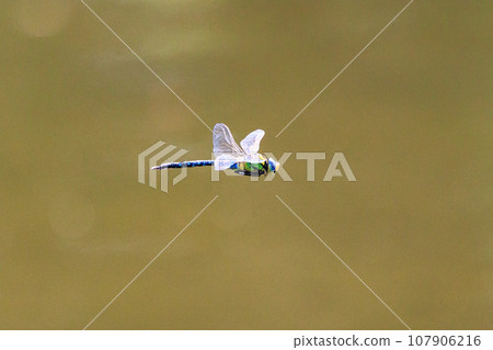 The fastest bug in the insect world that patrolls at high speed. The fastest bug in the insect world that patrolls at high speed. 107906216