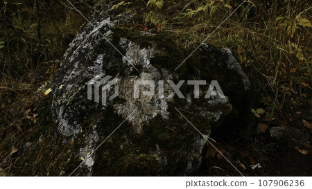 Fresh green moss growing on a stone in spring forest. Creative. Natural background with close up view of green moss. Fresh green moss growing on a stone in spring forest. Creative. Natural background with close up view of green moss. 107906236