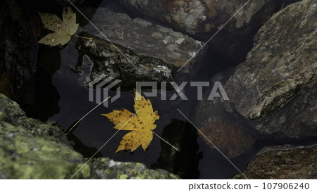 Close up of yellow leaf in river with big stones. Creative. Natural autumn background. 107906240