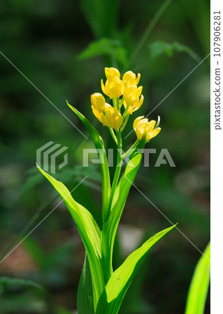 A ground-based yellow orchid that grows in the forests of mountains and hills. A ground-based yellow orchid that grows in the forests of mountains and hills. 107906281