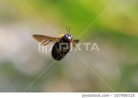 由於其響亮的身體和翅膀,它被誤解為凶猛,但它卻是令人驚訝的溫文爾雅的蜜蜂。 由於其響亮的身體和翅膀,它被誤解為凶猛,但它卻是令人驚訝的溫文爾雅的蜜蜂。 107906328