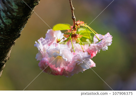 櫻花,一種為相遇和告別著色的日本花 櫻花,一種為相遇和告別著色的日本花 107906375