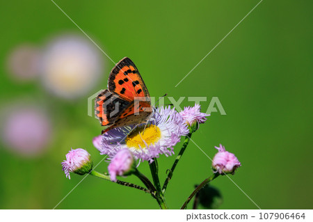 Lycaenidae inhabiting all continents except Antarctica 107906464