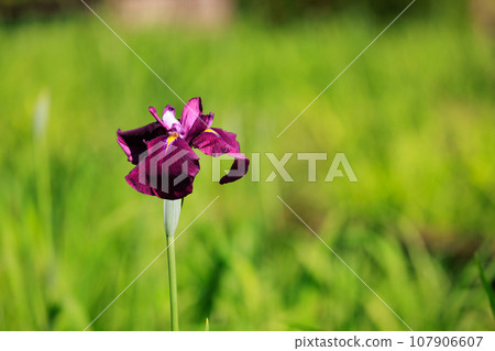 A perennial iris that grows in ponds and shallow waters 107906607