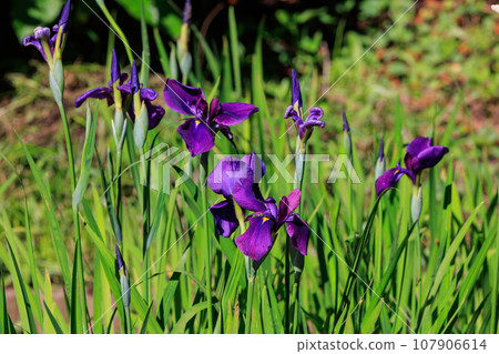 A perennial iris that grows in ponds and shallow waters 107906614
