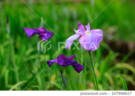 A perennial iris that grows in ponds and shallow waters A perennial iris that grows in ponds and shallow waters 107906627