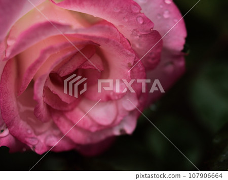 在多雨的十月綻放的粉紅玫瑰花“妮可” 107906664