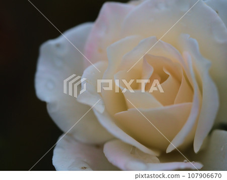 White rose flower "Schneebitchen" that bloomed in rainy October White rose flower "Schneebitchen" that bloomed in rainy October 107906670