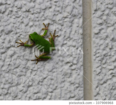 Tree frog clinging to the wall, end of summer 107906968