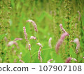 桃花心木 107907108