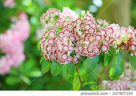 卡爾米爾的花朵 107907193