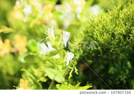 金銀花 金銀花 107907198