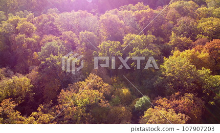 Landscape of treetops with yellow leaves on sunny autumn day. Flying over trees and people walking paths in park. Aerial drone view. Top view. Beautiful natural background. Nature fall. Red sun glare Landscape of treetops with yellow leaves on sunny autumn day. Flying over trees and people walking paths in park. Aerial drone view. Top view. Beautiful natural background. Nature fall. Red sun glare 107907203