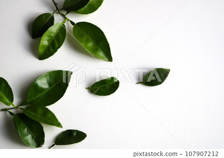 Calming green leaves Sudachi leaves background 107907212