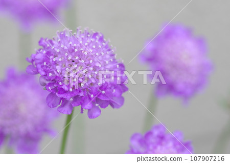 Sukabiosa Sukabiosa 107907216
